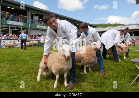 Llanelwedd, Powys, UK. 18. Juli 2016. Bewertung findet statt in den Schaf-Ring an einem sehr heißen ersten Tag von der Royal Welsh Agricultural Show, 2016. Die Royal Welsh Show wird als der größte & renommiertesten Veranstaltung ihrer Art in Europa gefeiert. Mehr als 240.000 Besucher werden in dieser Woche über die viertägige Show Zeitraum erwartet. Bildnachweis: Graham M. Lawrence/Alamy Live-Nachrichten. Stockfoto