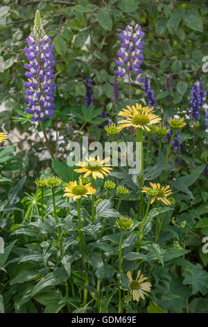 Tatton, UK. 18. Juli 2016. Miced Pflanzen bei der RHS Tatton Park Flower Show 2016 Credit: Jonathan Ward/Alamy Live News Stockfoto