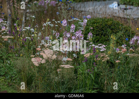 Tatton, UK. 18. Juli 2016. Miced Pflanzen bei der RHS Tatton Park Flower Show 2016 Credit: Jonathan Ward/Alamy Live News Stockfoto