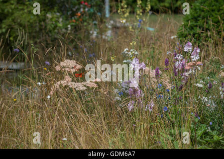 Tatton, UK. 18. Juli 2016. Miced Pflanzen bei der RHS Tatton Park Flower Show 2016 Credit: Jonathan Ward/Alamy Live News Stockfoto