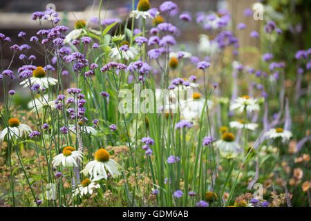 Tatton, UK. 18. Juli 2016. Miced Pflanzen bei der RHS Tatton Park Flower Show 2016 Credit: Jonathan Ward/Alamy Live News Stockfoto