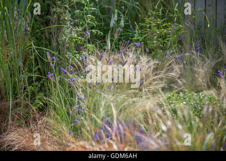 Tatton, UK. 18. Juli 2016. Miced Pflanzen bei der RHS Tatton Park Flower Show 2016 Credit: Jonathan Ward/Alamy Live News Stockfoto