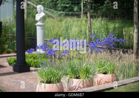 Tatton, UK. 18. Juli 2016. Gemischte Bepflanzung der RHS Tatton Park Flower Show 2016 Credit: Jonathan Ward/Alamy Live News Stockfoto