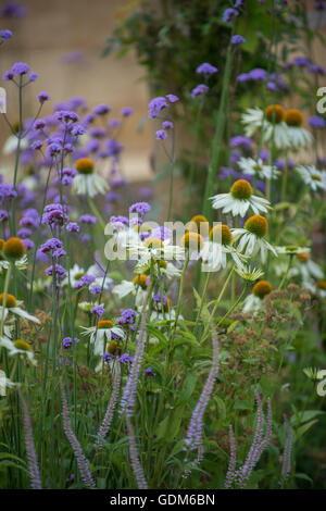 Tatton, UK. 18. Juli 2016. Miced Pflanzen bei der RHS Tatton Park Flower Show 2016 Credit: Jonathan Ward/Alamy Live News Stockfoto