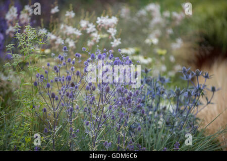 Tatton, UK. 18. Juli 2016. Miced Pflanzen bei der RHS Tatton Park Flower Show 2016 Credit: Jonathan Ward/Alamy Live News Stockfoto