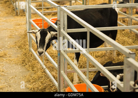 Builth Wells, UK. 18. Juli 2016. Royal Welsh Show 2016. Bildnachweis: James Thomas/Alamy Live-Nachrichten Stockfoto