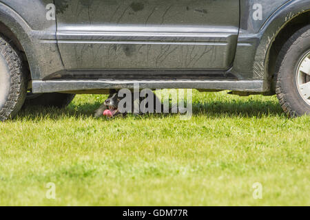 Builth Wells, UK. 18. Juli 2016. Royal Welsh Show 2016. Bildnachweis: James Thomas/Alamy Live-Nachrichten Stockfoto