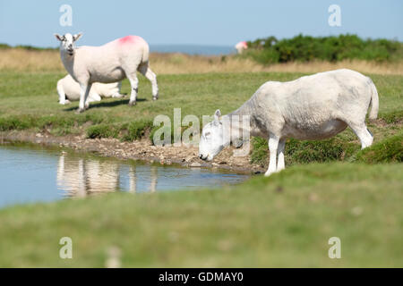 Hergest Ridge, Herefordshire, England Juli 2016 - Schafe trinken aus einem flachen Pool hoch oben am Hergest Ridge (426m Höhe), wie sie kämpfen, um am heißesten Tag des Jahres so weit kühl zu bleiben. Lokale Temperatur von 30 ° c werden heute in der Region erwartet.  Hergest Ridge liegt an die Grenze zwischen Herefordshire und Powys, England und Wales. Stockfoto