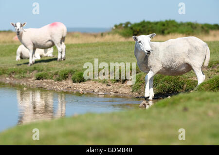 Hergest Ridge, Herefordshire, England. Juli 2016 trinken Schafe aus einem flachen Pool hoch oben auf Hergest Ridge (426m Höhe), wie sie kämpfen, um am heißesten Tag des Jahres so weit kühl zu bleiben. Lokale Temperatur von 30 ° c werden heute in der Region erwartet.  Hergest Ridge liegt an die Grenze zwischen Herefordshire und Powys, England und Wales. Stockfoto