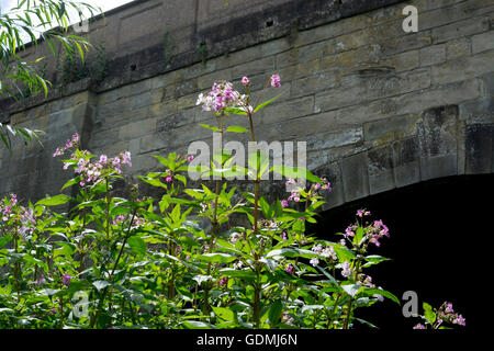 Drüsige Springkraut (Impatiens Glandulifera) wachsen neben den Fluss Avon, Warwick, UK Stockfoto