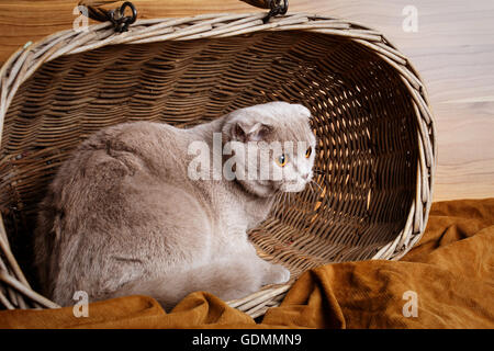 graue Katze mit gelben Augen Scottish Fold sitzt in einem hölzernen Korb Stockfoto