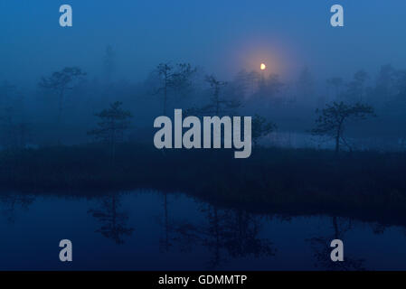 Sommernacht im Moor Stockfoto