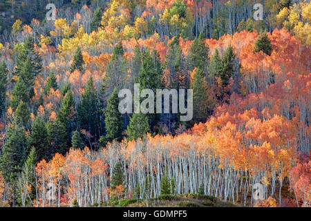 Herbst farbige Baumgruppe aspen in Utah. Stockfoto