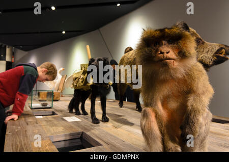 Dresden: Bundeswehr Military History Museum: Hund aus dem Second World War mit Sprengstoff Paket und Barbary Macaque Gibra Stockfoto