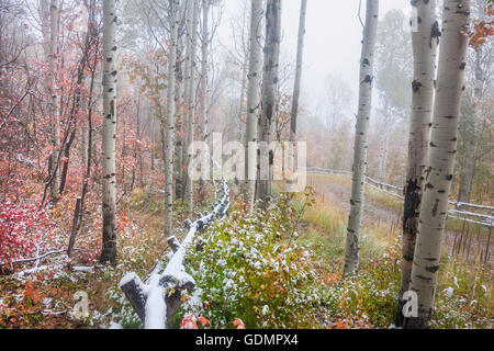 Fallen Sie farbige Ahorn und Espe Bäume im Uinta National Forest in den Wasatch Mountains von Utah. Stockfoto