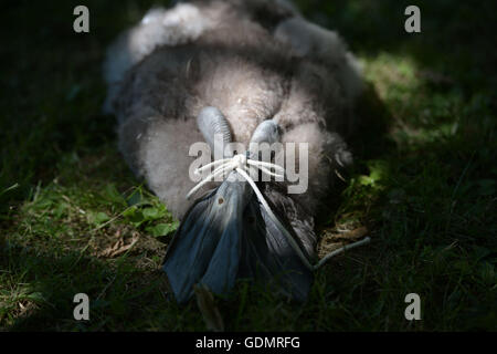 Swan Obermaterial tag Schwäne während der Swan Upping auf der Themse zwischen Staines und Eton, Berkshire. Stockfoto