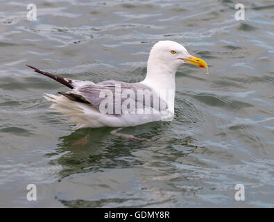 Möwe sitzt im Salzwasser Stockfoto