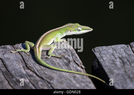 Kubanische grüne Anole (Anolis Porcatus), Kuba Stockfoto