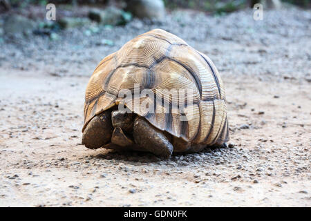 Madagassische gezackten Schildkröte (Astrochelys Yniphora), Antananarivo, zentrale Madagaskar Madagaskar Stockfoto