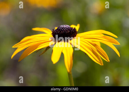 Sonnenhut oder brillante Sonnenhut (Rudbeckia Fulgida Var Deamii) Stockfoto