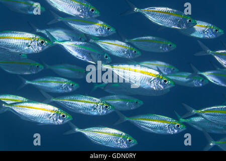 Untiefe Indonesieren Archipel, Wakatobi Nationalpark, Bandasee, Bigeye Scad (Selar Crumenophthalmus), Südost-Sulawesi Stockfoto