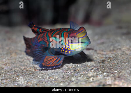 Mandarienenfische oder Mandarin Dragone (Synchiropus Splendidus), Tukangbesi Achipelago, Wakatobi Nationalpark, Bandasee Stockfoto