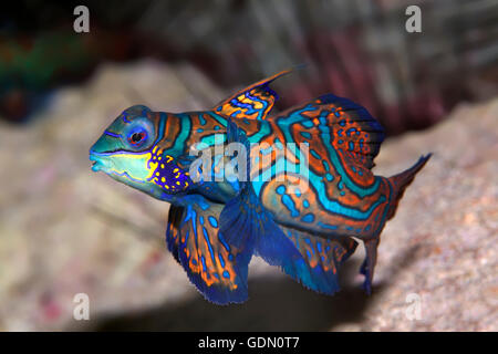 Mandarienenfische oder Mandarin Dragone (Synchiropus Splendidus) Indonesieren Achipelago, Wakatobi Nationalpark, Bandasee Stockfoto