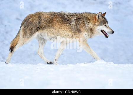 Östlichen Wolf, Eastern Timber Wolf (Canis Lupus LYKAON) laufen im Schnee, Baden-Württemberg, Deutschland Stockfoto