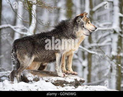 Männliche und weibliche alpha-Wolf, alpha-Wolf, östlichen Wolf, Eastern Timber wolf (Canis Lupus LYKAON) im Winter schauen heraus, in Gefangenschaft Stockfoto