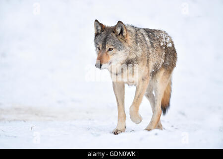 Östlichen Wolf, Eastern Timber Wolf (Canis Lupus LYKAON) laufen im Schnee, Baden-Württemberg, Deutschland Stockfoto