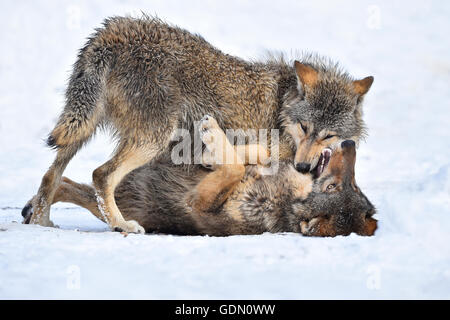 Einjährigen östlichen Wolf, Eastern Timber Wolf (Canis Lupus LYKAON), junge Wölfe spielen im Schnee, Baden-Württemberg Stockfoto
