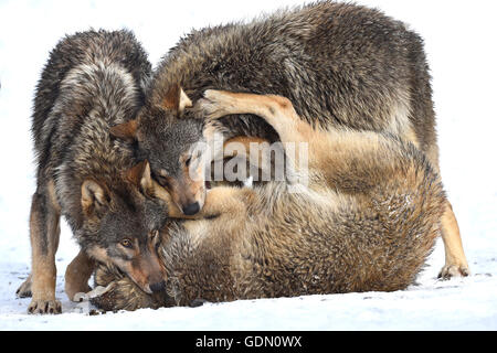 Einjährigen östlichen Wolf, Eastern Timber Wolf (Canis Lupus LYKAON), junge Wölfe spielen im Winter, Baden-Württemberg, Deutschland Stockfoto