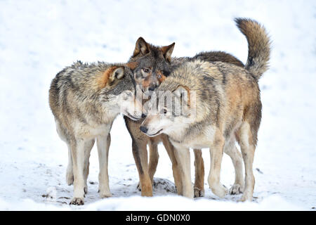 Einjährigen östlichen Wolf, Eastern Timber Wolf (Canis Lupus LYKAON), junge Wölfe spielen im Winter, Baden-Württemberg, Deutschland Stockfoto