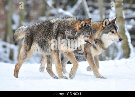 Östlichen Wölfe, Eastern Timber Wölfe (Canis Lupus LYKAON) im Schnee, stalking, Baden-Württemberg, Deutschland Stockfoto