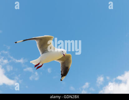 fliegende Möwe in den blauen Himmel mit Wolken Stockfoto