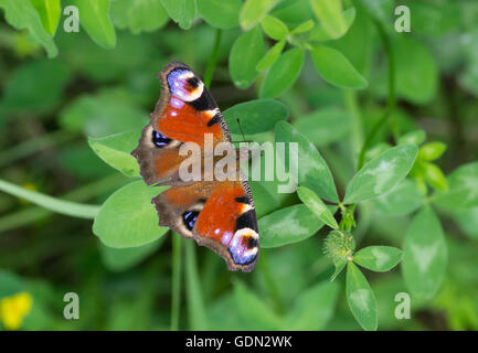 Europäische Tagpfauenauge sitzen auf einem wilden Klee im Sommer Stockfoto