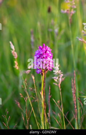 Anacamptis Pyramidalis, Pyramiden Orchidee, England, UK Stockfoto