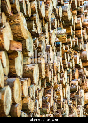 Nahaufnahme Bild der Darstellung kürzlich gefällte Bäume in Log Pfähle, mit Schwerpunkt auf die Form und Gestalt der exponierten Kofferraum gestapelt. Stockfoto