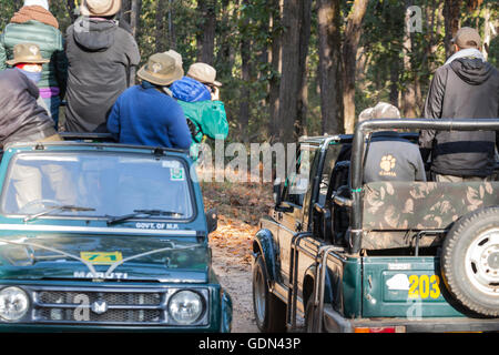 Besucher in Kanha National Park in Zentralindien in Maruti Gypsy Fahrzeuge, beobachten und zu fotografieren eine seltene & bedrohten Dhole. Stockfoto