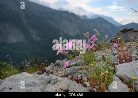 Rock-Pink / Rosa (Dianthus Sylvestris) und europäischen Fetthenne (Sedum Ochroleucum) Klumpen Senkung unter Kalkstein Geröll auf Holz Stockfoto