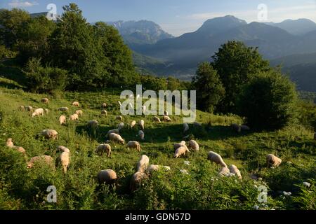 Schafe (Ovis Aries) Weiden Alpweiden im Nationalpark Sutjeska, Bosnien und Herzegowina. Stockfoto