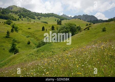 Almen im Nationalpark Sutjeska mit einer Fülle von wilden Blumen, Zelengora Berge, Bosnien und Herzegowina. Stockfoto