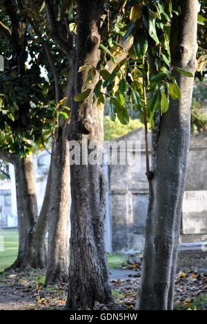 Bäume wachsen in eine neue Orleans-Friedhof in der Abenddämmerung: Lafayette Cemetery No. 1 Stockfoto