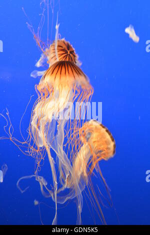 Quallen im Ripley Aquarium of Canada in Vancouver, BC Stockfoto