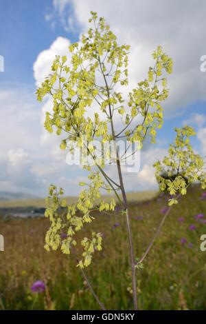 Geringerem Meadow Rue (Thalictrum minus) Blüte auf Piva Plateau, in der Nähe von Trsa, Montenegro, Juli. Stockfoto