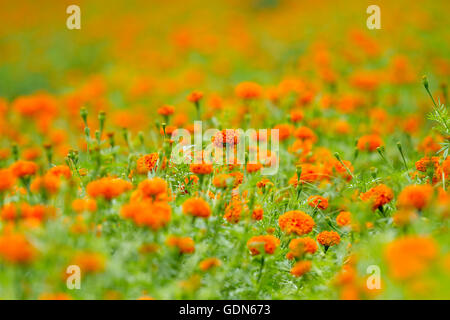 Orange Ringelblume (Calendula Officinalis) Feld Stockfoto