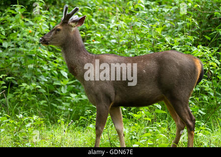 SAMBAR-Hirsche IN Nagarhole Nationalpark Stockfoto