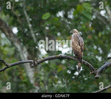 Die veränderbaren Falke-Adler oder crested Falke-Adler (Nisaetus Cirrhatus) im Regen Stockfoto