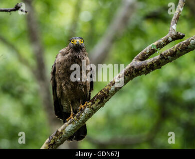 Schlange-Adler sitzt auf einem Ast an einem regnerischen Tag Stockfoto