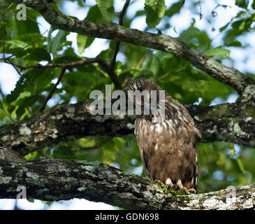 Veränderbare Hawk Eagle ruht auf einem Hochsitz Stockfoto